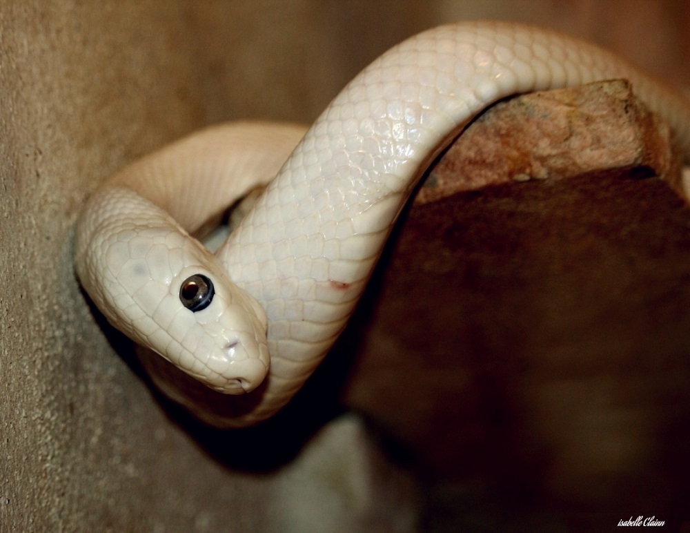 597f744f6554d_serpent3f2p.jpg