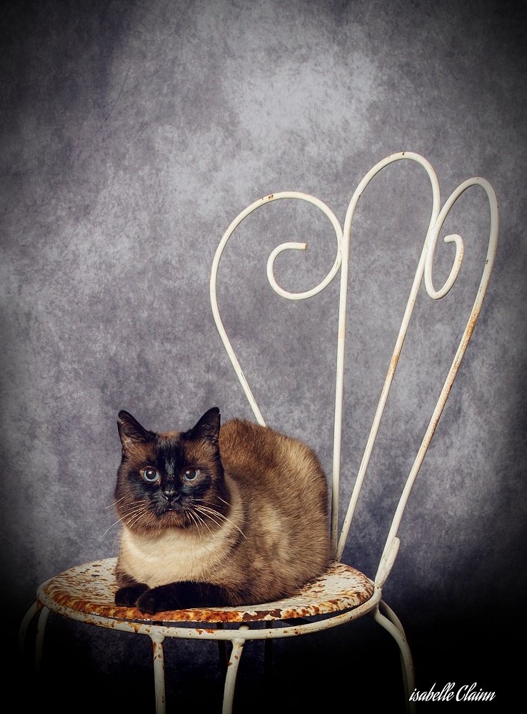 chat chaise 1.jpg