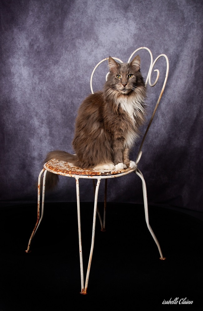 chat chaise 4fp.jpg
