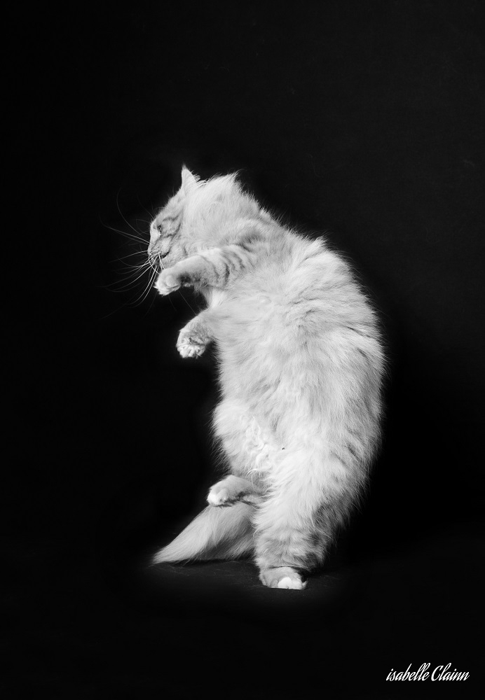 chat joue Bfp.jpg