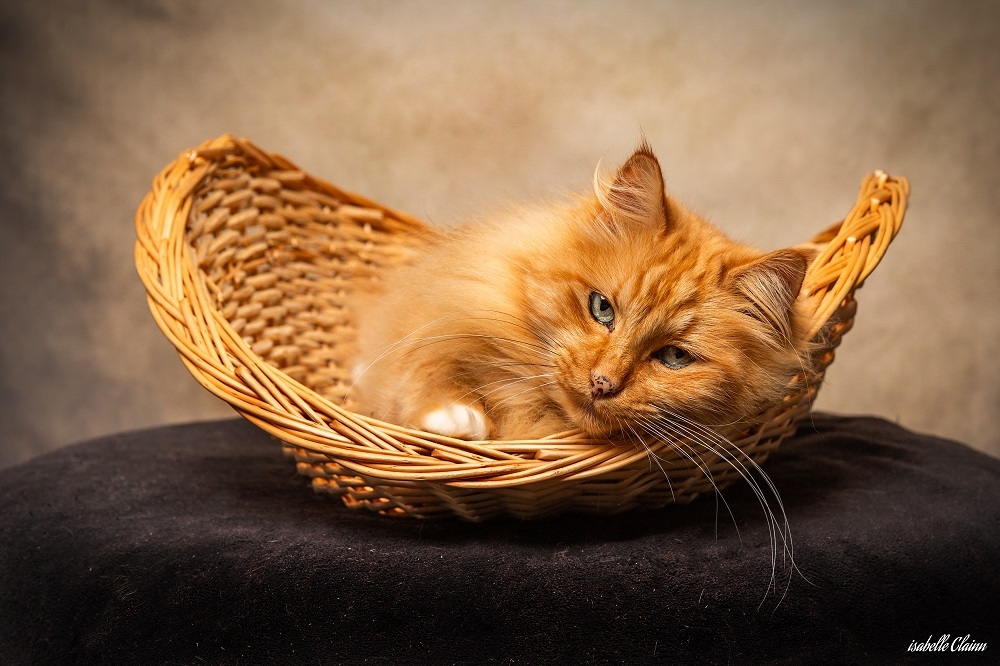 chat panier fp.jpg