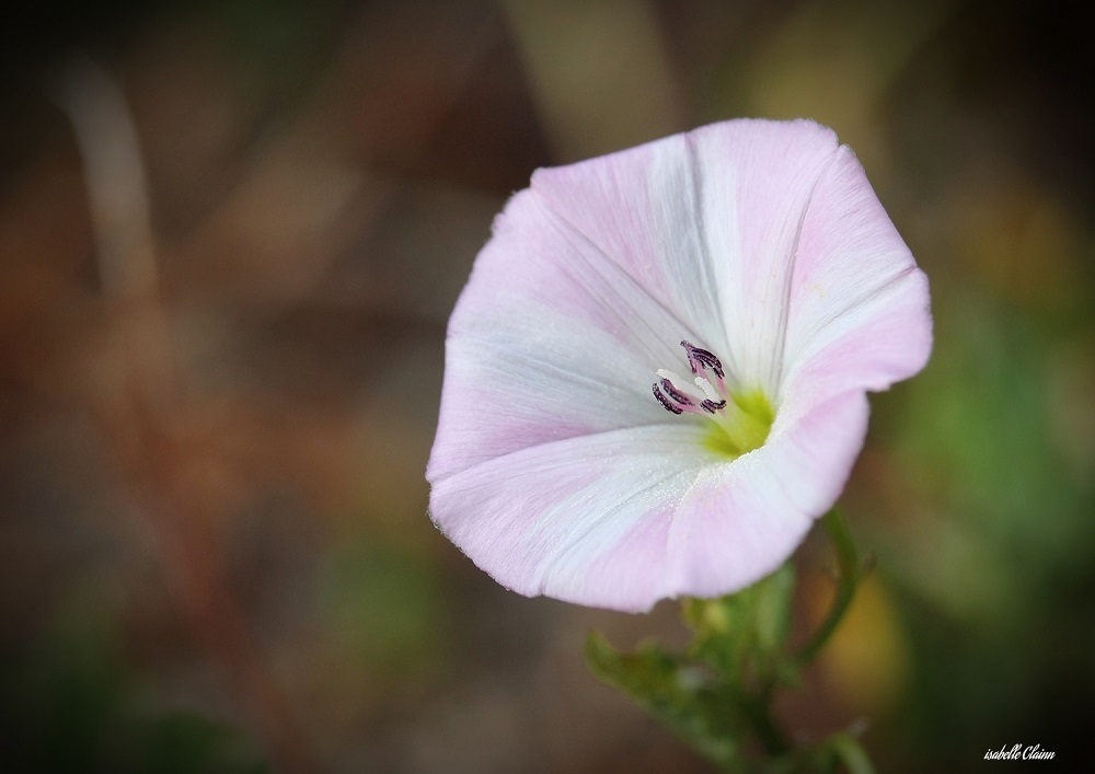 fleur ab1.jpg