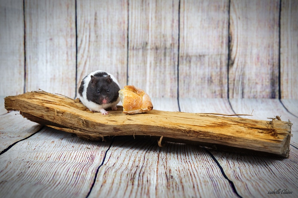 hamster 4 (1)f^p.jpg