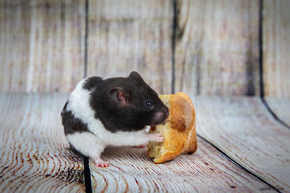hamster 5fp.jpg