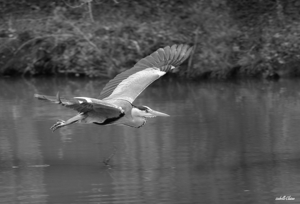 heron en vol fd.jpg
