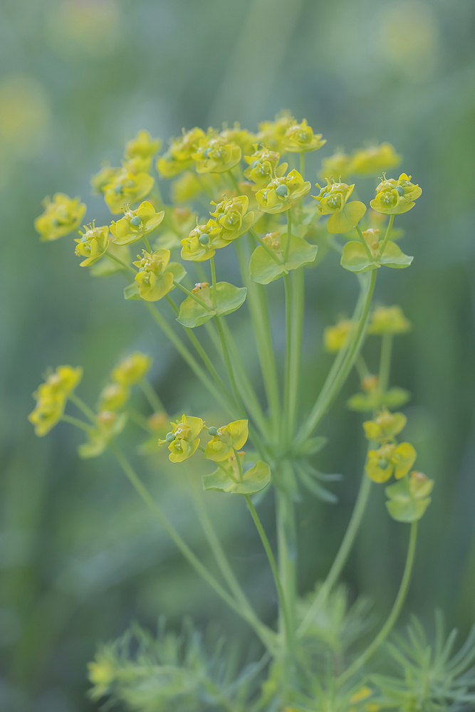 104A2071-euphorbe-export.jpg.3a783e839f134620d776cc13cc9b61fc.jpg