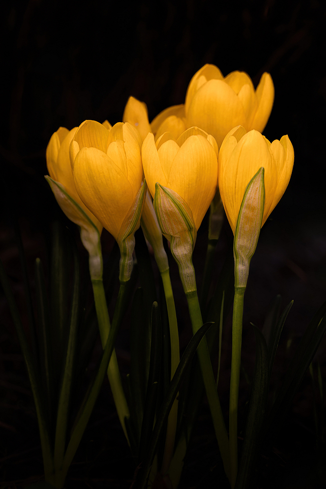 104A6078--export.jpg.3d06ef0726d0a44561b708223fe3c428.jpg