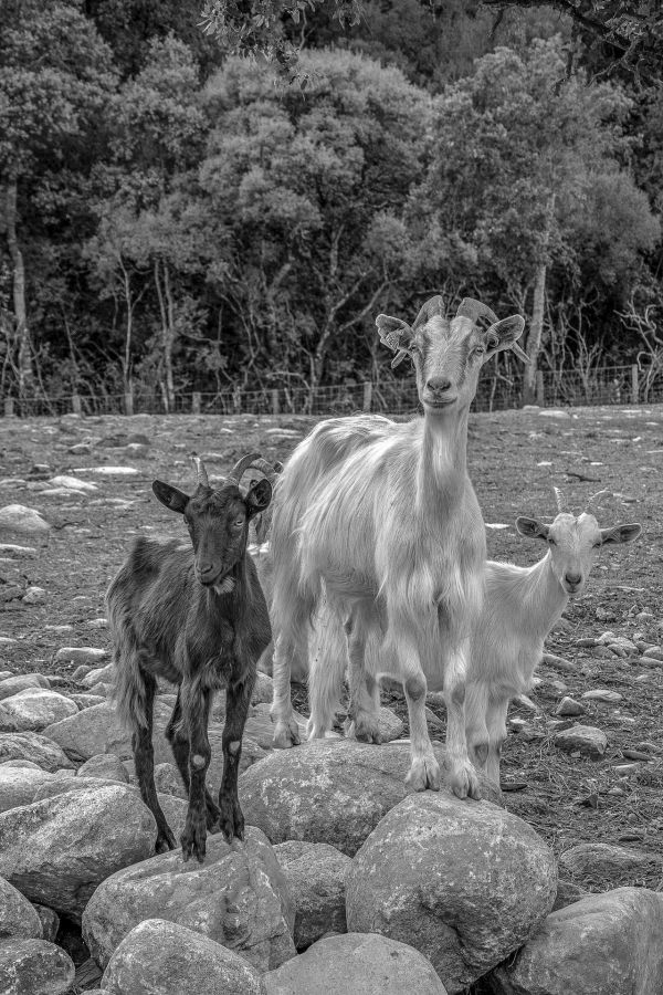 242.4 - Bclaude57.jpg