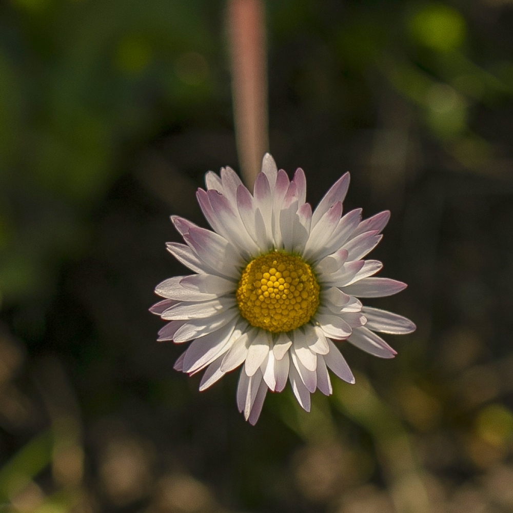 2G6A0737.jpg