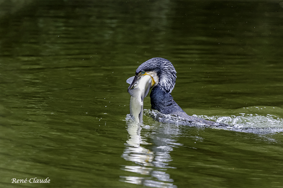 Cormorans19.jpg.b1160cf996d98ddff2c2ceba9bdff304.jpg