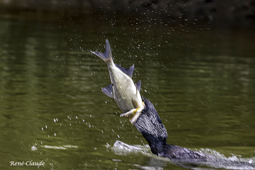 Cormorans21.jpg.98ddc4078d06ab8990ad622445efa3f4.jpg
