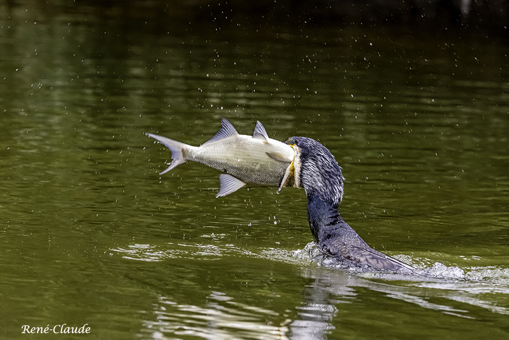 Cormorans23.jpg.1e74ab7cd26cf314e3a4622bd19fd145.jpg