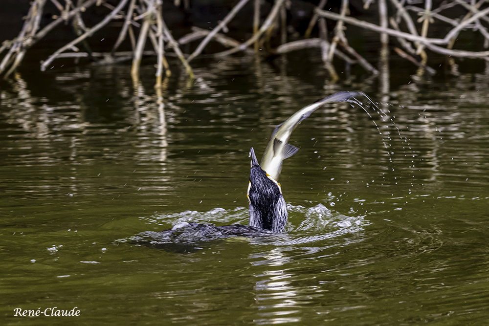 Cormorans27.jpg.a95ea0f11d1de5811a15795e94c20c89.jpg
