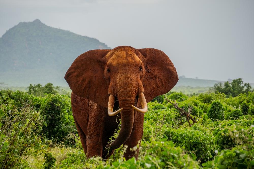 Elephant3.jpg.1ab9275c07b86471be264fec74d7fc26.jpg