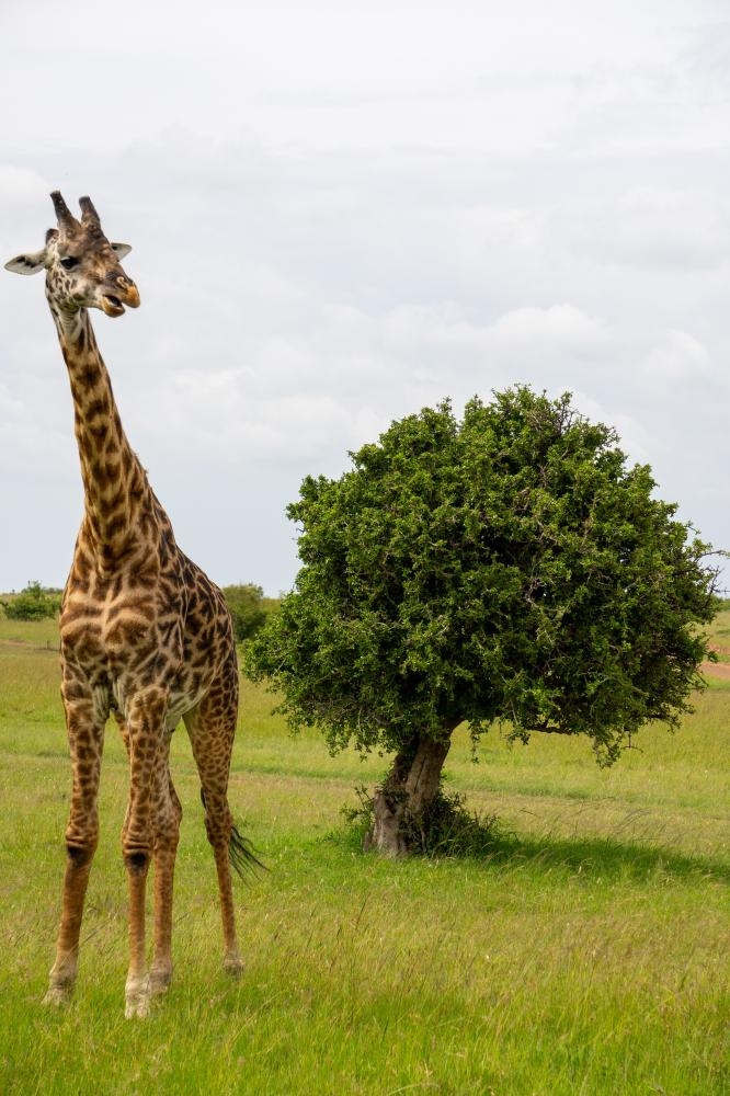 Girafe1.jpg.0df581856e2dafc1989e94f4a7c54c2e.jpg