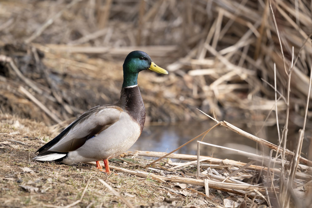 Le colvert - Photo animalière - Forumdephotos.com