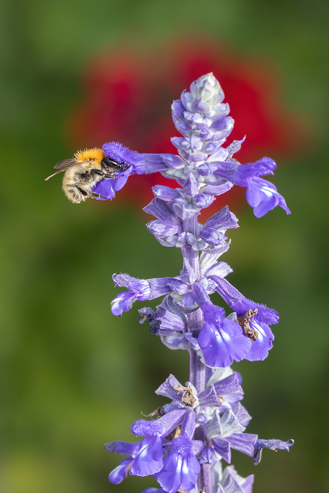 104A5607-export.jpg.4034c2de8ad2dfdc0c701f73594a1b52.jpg