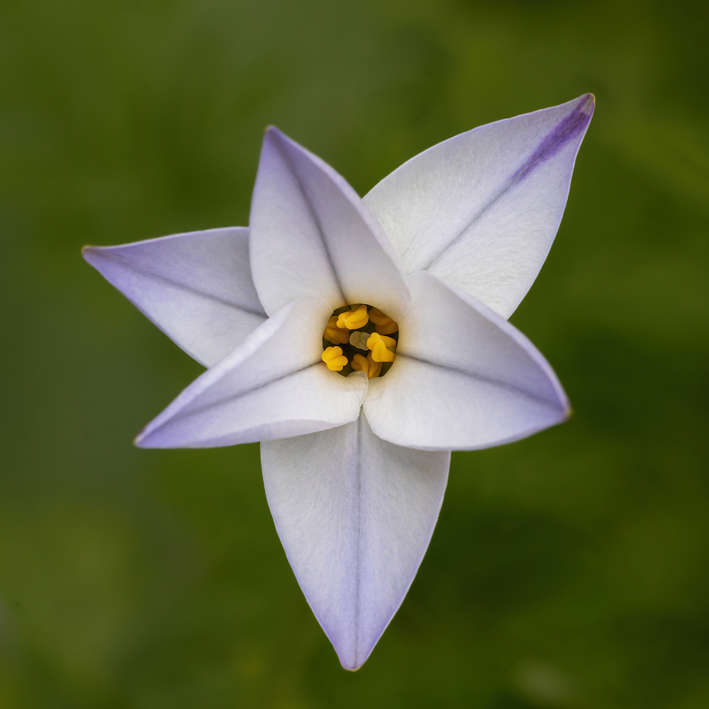104A7170-export.jpg.65d4fcd68c8969c5ccfabfd7aa66a1f9.jpg