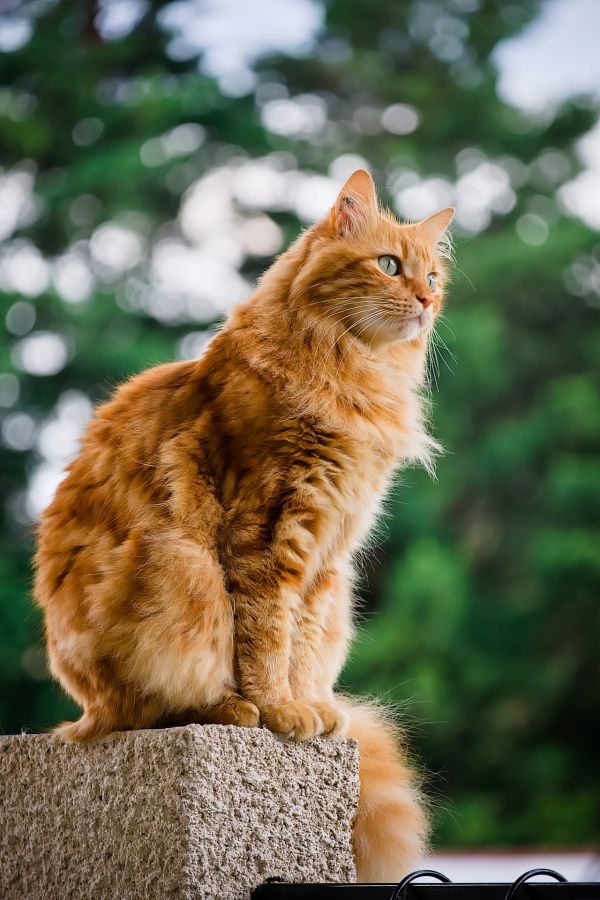 155-5 - Porte-Poisse.jpg