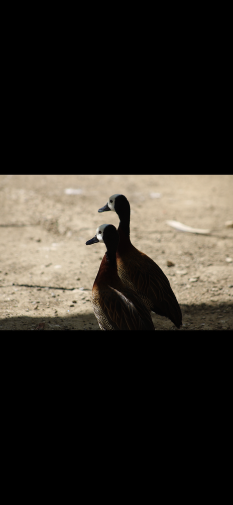 IMG_6263.png