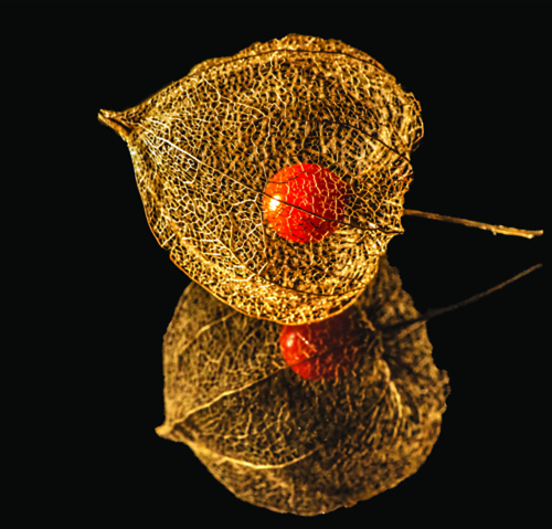 Physalis2.jpg.a0c54c18bdbcb9d71b37e2bf6f9ece81.jpg