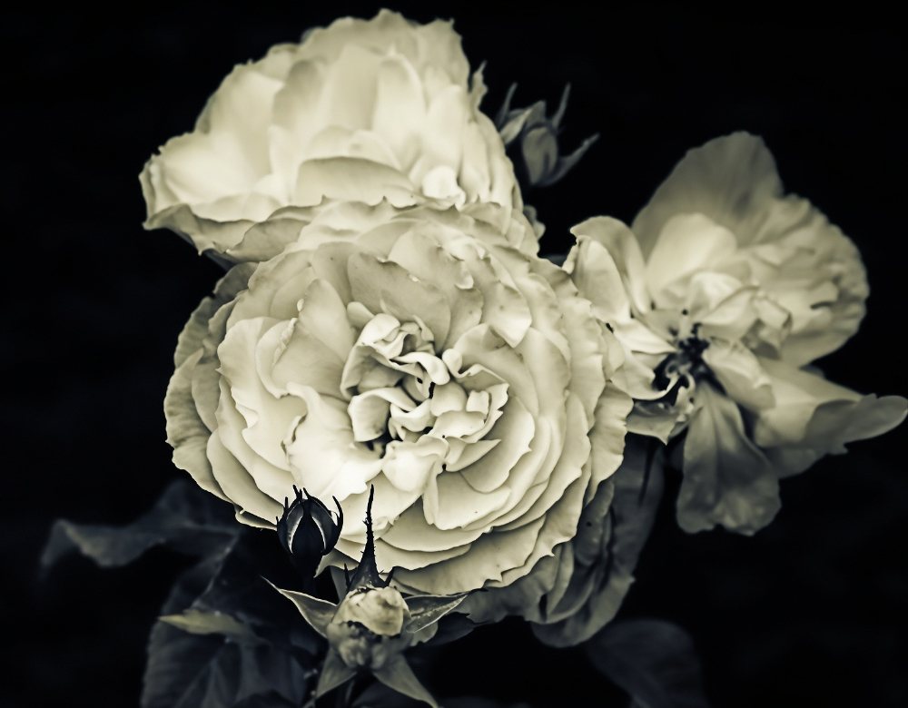 Roseblanche.jpg.6d3faa04ff01171c37311e8efa430c95.jpg