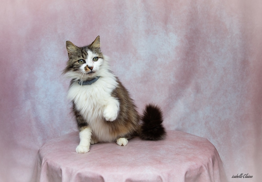 chat fond rose 10fp.jpg