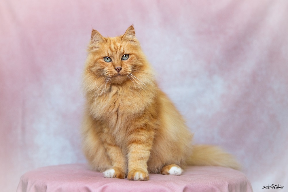 chats fond rose 5 fp.jpg