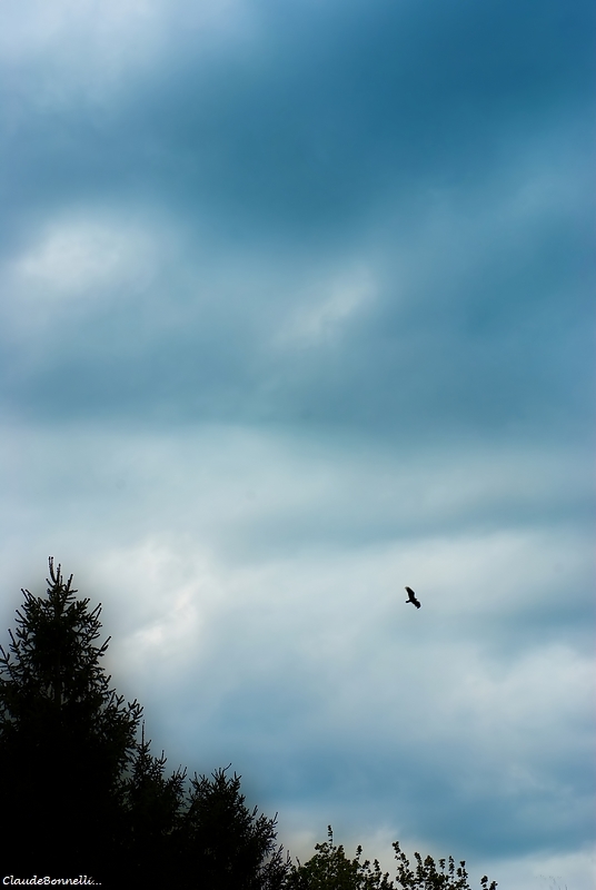 1-7480-1_filtered.jpg.01588b53a36531bf1eb9f995c48a9c8f.jpg