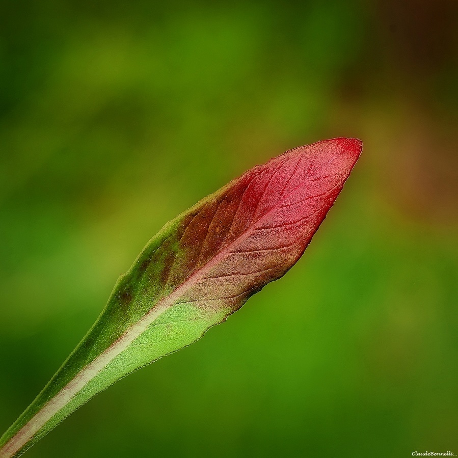 1-7543-2.jpg.b58cbb005c2738cb0be8ad01173ebdf4.jpg