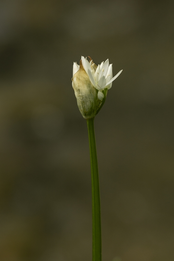 2G6A1175.jpg