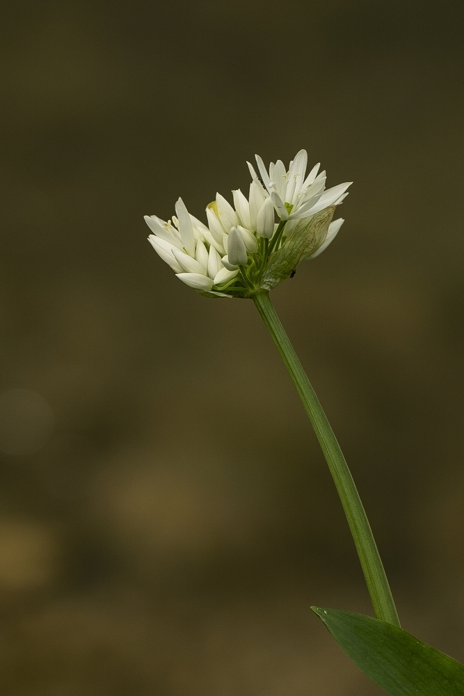 2G6A1176.jpg