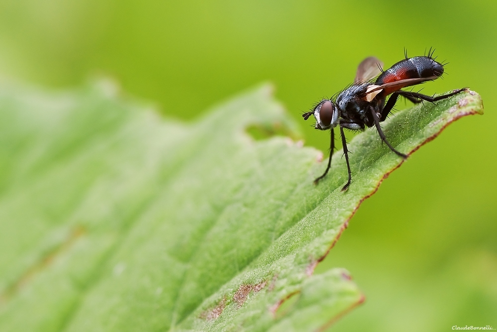 mouche(1).jpg.db6c583f6a7cd9c2061922d53a35d0b5.jpg