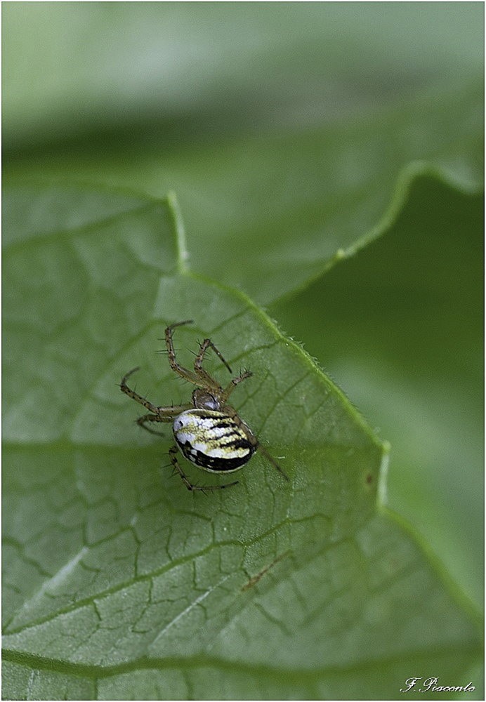 00513-MangoraAcalypha.jpg.170b064d4ffb9ff5eadd051f70e4c39f.jpg