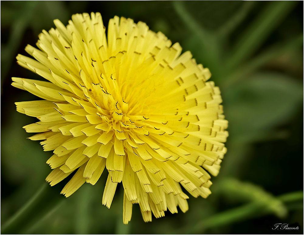 00522Urosperme(Urospermum).jpg.a53e829891f3054fa4c20184f643fa4c.jpg
