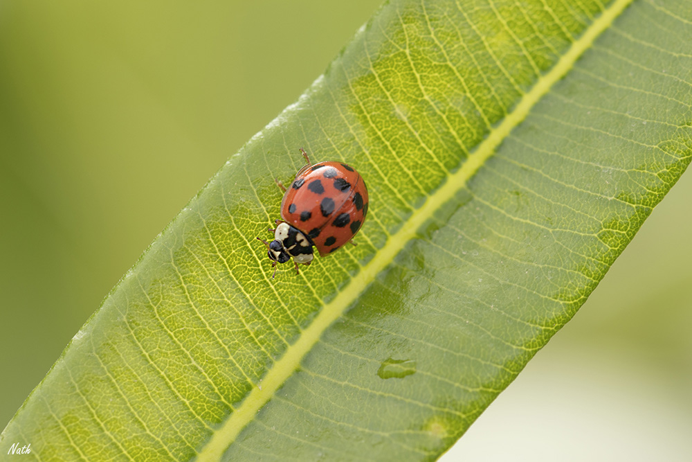 Coccinelle_1.jpg.14d02b29822779aa43c9a83ed41fbf66.jpg