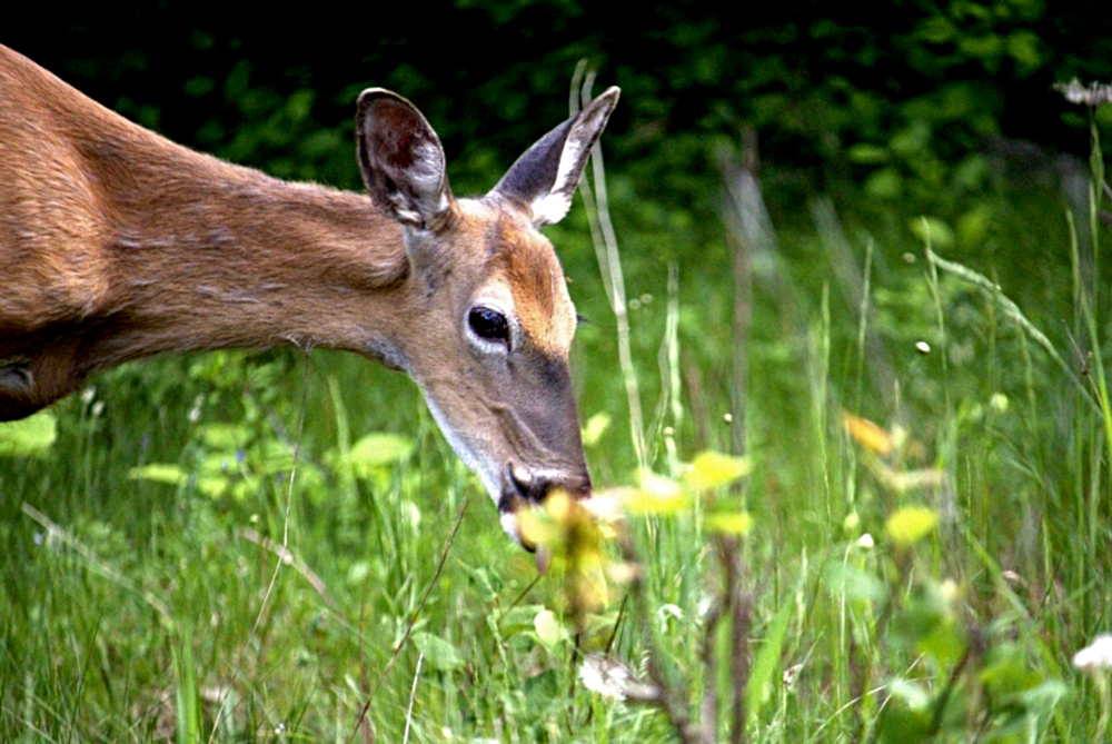 IMG_0741.jpg.1f35430aae54e987821535a9df40481b_R2.jpg.c49efb89ab21cc79673aeb028d722fe6.jpg