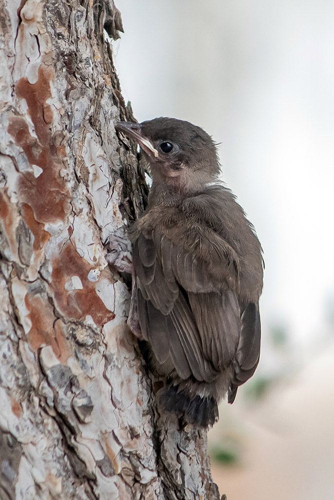 Juvenile_common_Bulbul_Rads-2.jpg.eb50cd79a72b7ce969b709002f72a45b.jpg