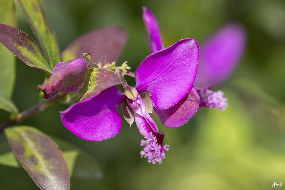 Polygala(1).jpg.9f8085262ea378354fceeedb7f355466.jpg