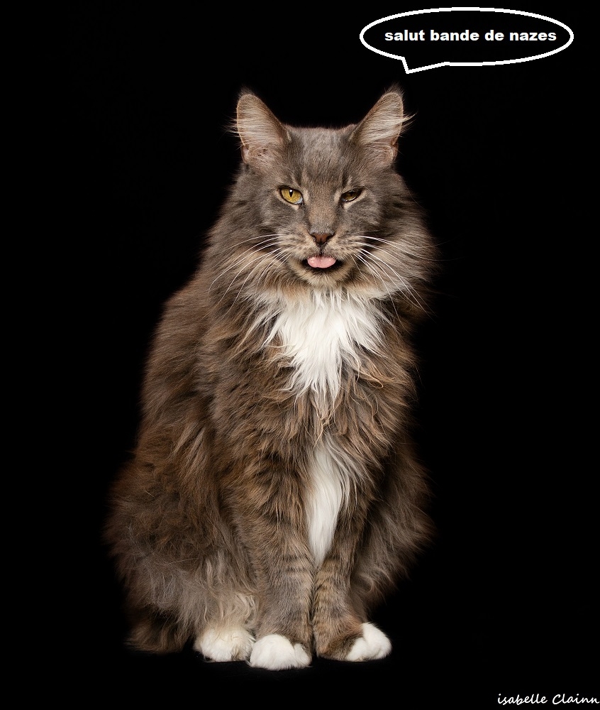 chat joue 9.jpg