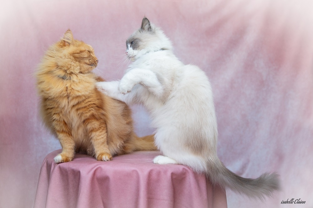 smoothie et tino fp.jpg