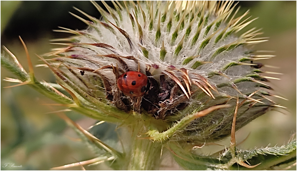 05_Coccinellesurchardon.jpg.8a68c700d37fb812818a0b8e90661739.jpg