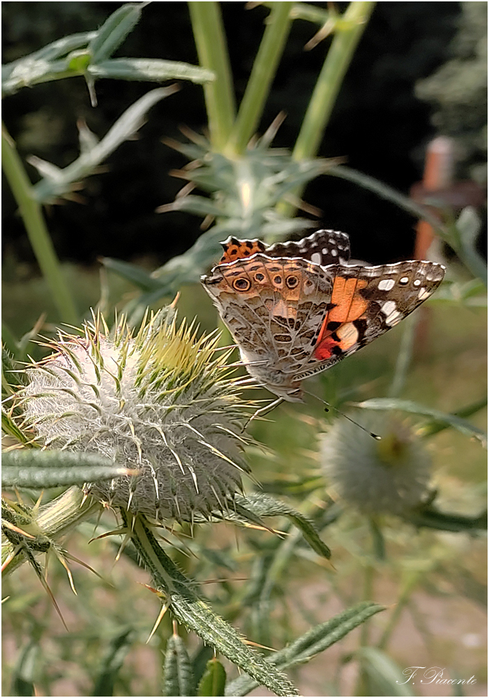 06_PapillonBelleDame.jpg.5fcc8e67b82bcbf7ce993f1ec9f6da9e.jpg