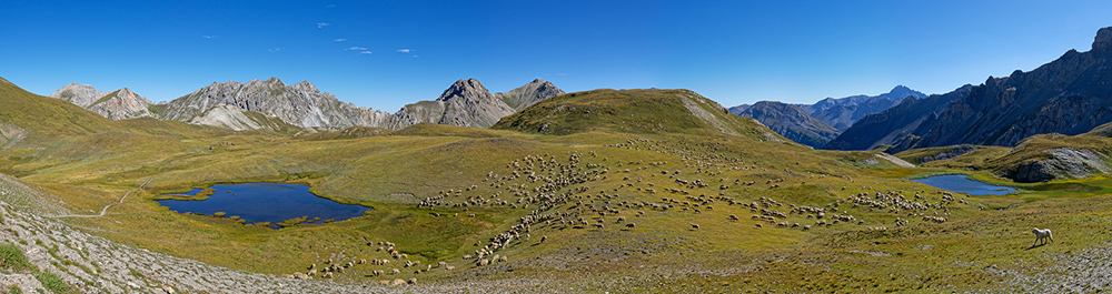 Brebis-lacs-Marion-1000.jpg.7ea54709d673419619d64346b128ddb7.jpg