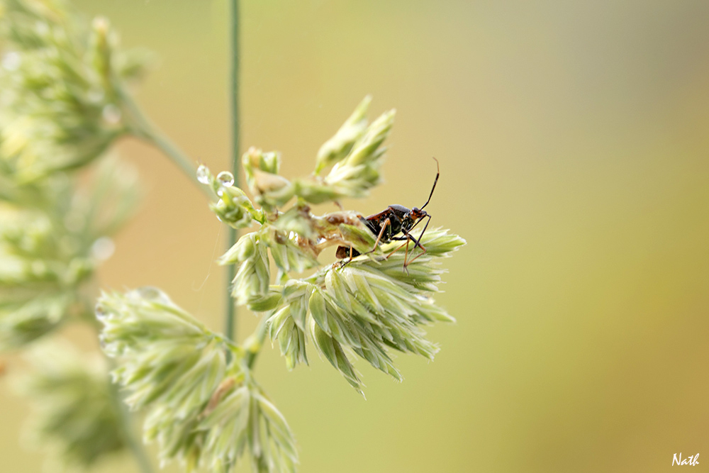 Insecte.jpg.842e738b23bbe2c457e9b14e559e08a4.jpg