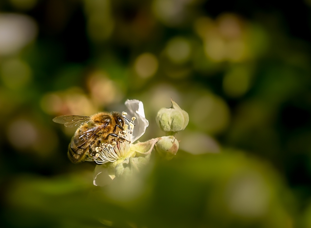 _DSC1681-2.jpg.9dead5cbe61d4fa822f9aa6453060353.jpg