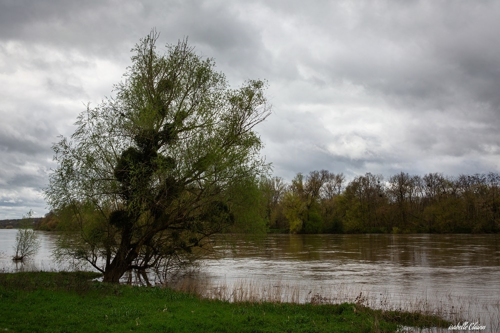 arbre fp.jpg
