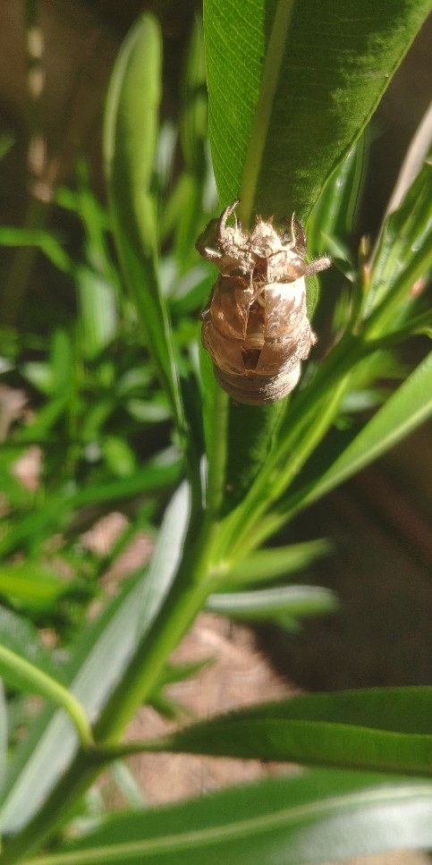 chrysalide.jpg.9b6c073726fab30fbe03038ef98c3b12.jpg