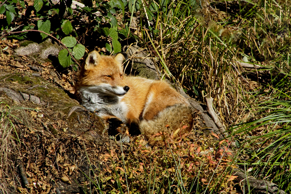 renard.jpg.5abc1c55550b3b96bd713f6d8de13e54.jpg