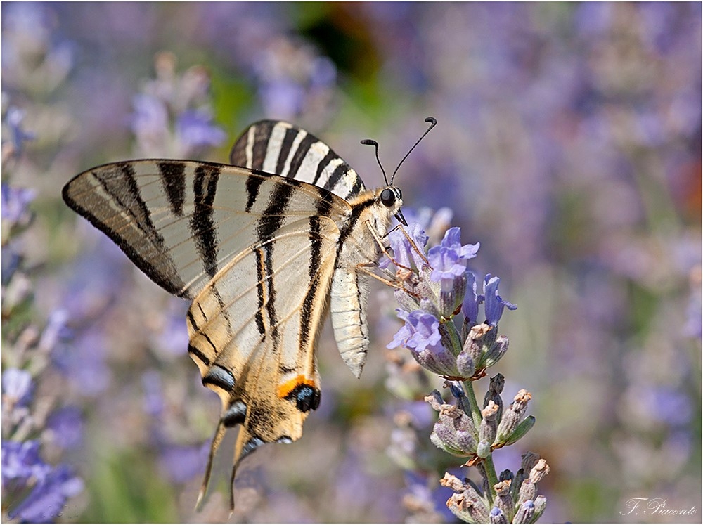 0557Machaon.jpg.1923afa80b2e437e2eb8ef45490f4572.jpg
